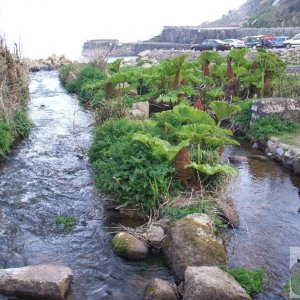 The river at lamorna Cove
