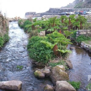 The river at lamorna Cove