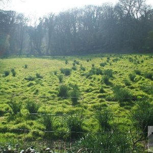 Field in early evening before going down to the Lamorna