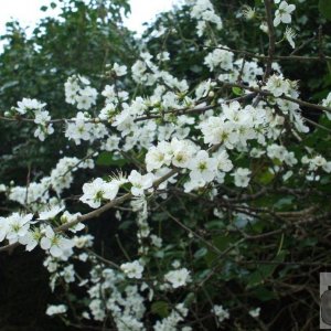 May (or Blackthorn), Lamorna Cove