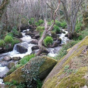 Lamorna Cove - its river