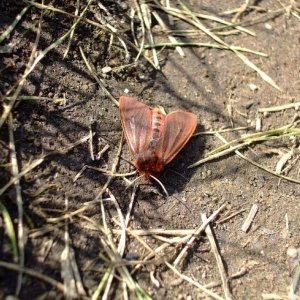 Moth: Mill Bay and Nanjizel - south of Land's End