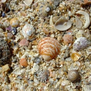 Shells on the beach: Nanjizel and Mill Bay, south of Land's End