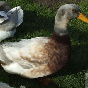 Unusual duck at Glebe Farm, Land's End
