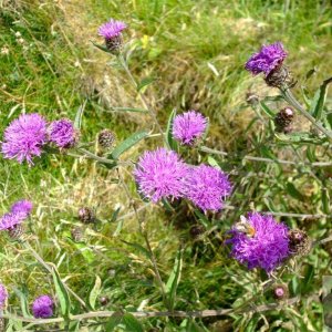 Fauna (something of the thistle family) Levant Mine