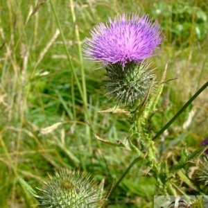 Thistle, Levant Mine