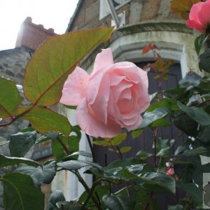 Rose, Marazion