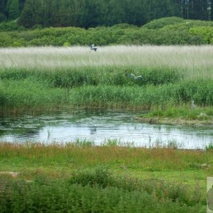 Marazion Marsh - 02Jun10