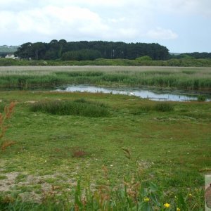 Marazion Marsh - 02Jun10