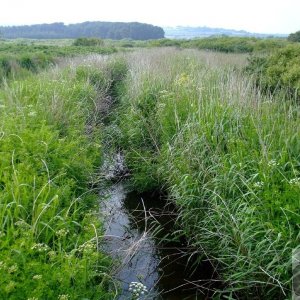 Marazion Marsh - 02Jun10