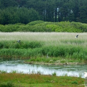 Marazion Marsh - 02Jun10