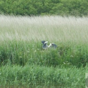 Marazion Marsh - 02Jun10