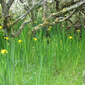 Marazion Marsh - 02Jun10