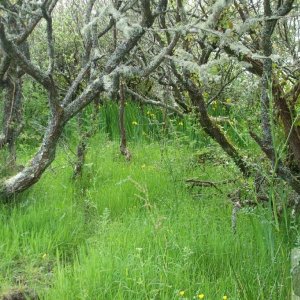 Marazion Marsh - 02Jun10