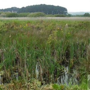 Marazion Marsh - 02Jun10