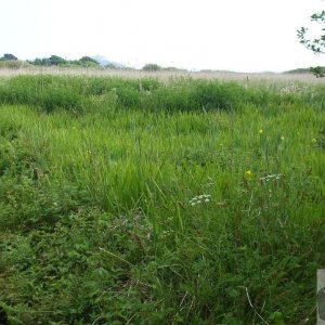 Marazion Marsh - 02Jun10