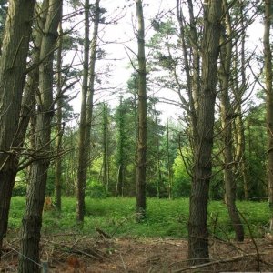 Marazion Marsh - 02Jun10