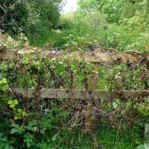 Marazion Marsh - 02Jun10