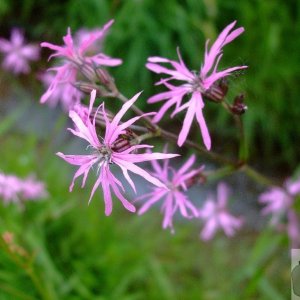 'Ragged robin' - Marazion Marsh - 02Jun10