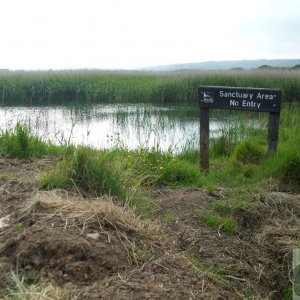 Marazion Marsh - 02Jun10