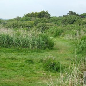 Marazion Marsh - 02Jun10