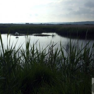 Marazion Marsh - 02Jun10