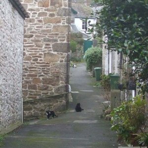 Mousehole Lane and more cats!