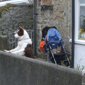 Mousehole Dog and Cat for a change!