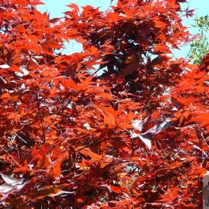 Attractive red maple at beginning of Mousehole from Paul