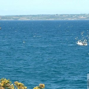 En route for Newlyn: Gulls around fishing boat