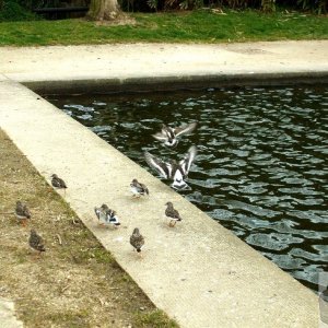 Turnstones congregate at the Boating Pool_ 17Mar10