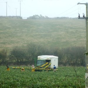 Cabbage Cutters - Paul/Mousehole