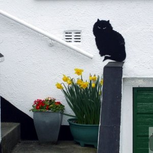 A Mousehole cat  - 17Mar10