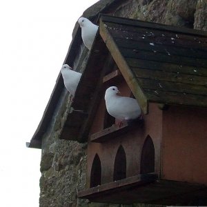 Second dovecote of the day! Logan Rock Inn - 17th Jan., 2010