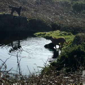 Dogs undaunted by cold water! [Old Pendeen Cliff]