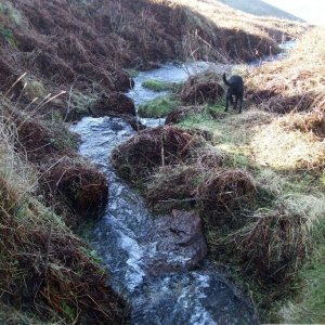 Black panther? The stream, from a spring at Pendeen Gate
