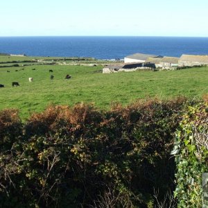 View from lane to Pendeen Manor Farm - 24Oct10