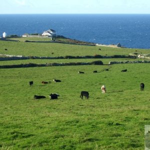 View from lane to Pendeen Watch - 24Oct10