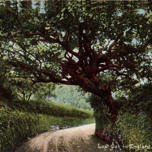 'The Last Oak in Penzance'. - Is it?