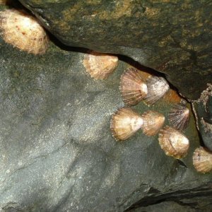 Jeffrey's Limpets (Patella Intermediata)
