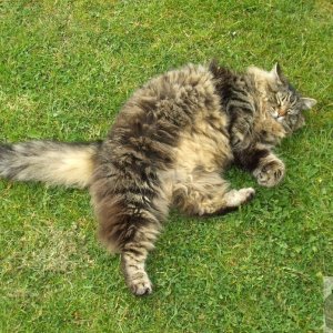 The cat of Carallack Farm
