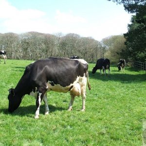 Cows at Trengwainton - 12March10