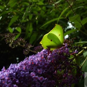 Brimstone with closed wings - 16Aug10