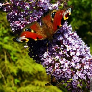 Peacock butterfly on buddleia - 16Aug10