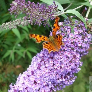Comma butterflly on buddleia - 16Aug10
