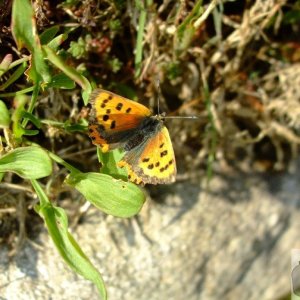 Small copper butterfly - 03Sep10