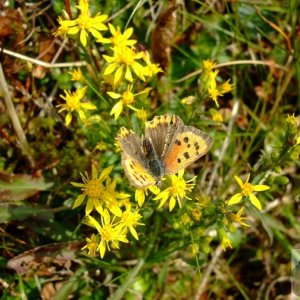 Small copper butterfly - 03Sep10