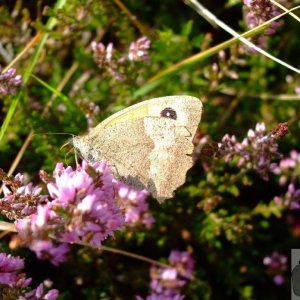 A large wall brown butterfly - 03Sep10