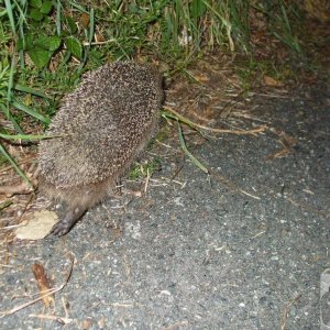 Hedgehog - 04Jun10
