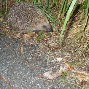 Hedgehog - 04Jun10
